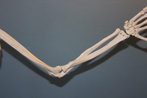 skeleton, elbow, anatomy-778117.jpg